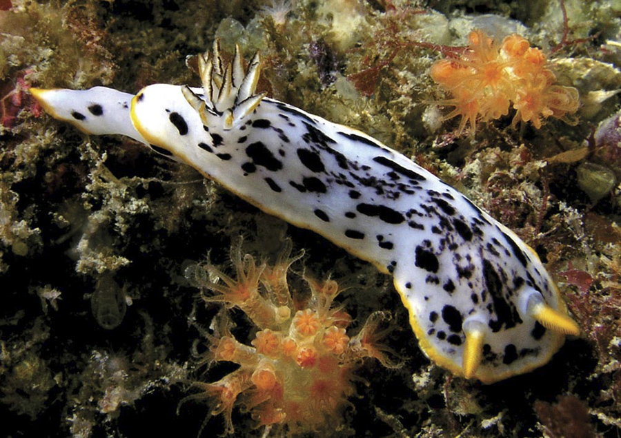 Chromodoris orientalis